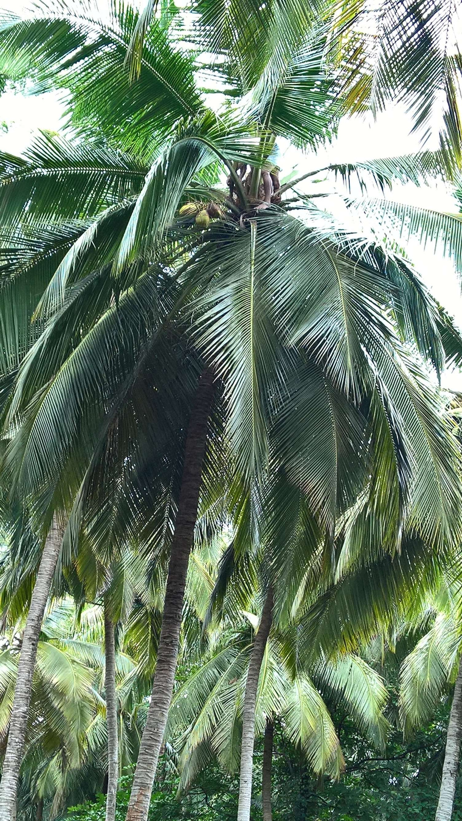 WP 20160705 09 34 09 Pro LI