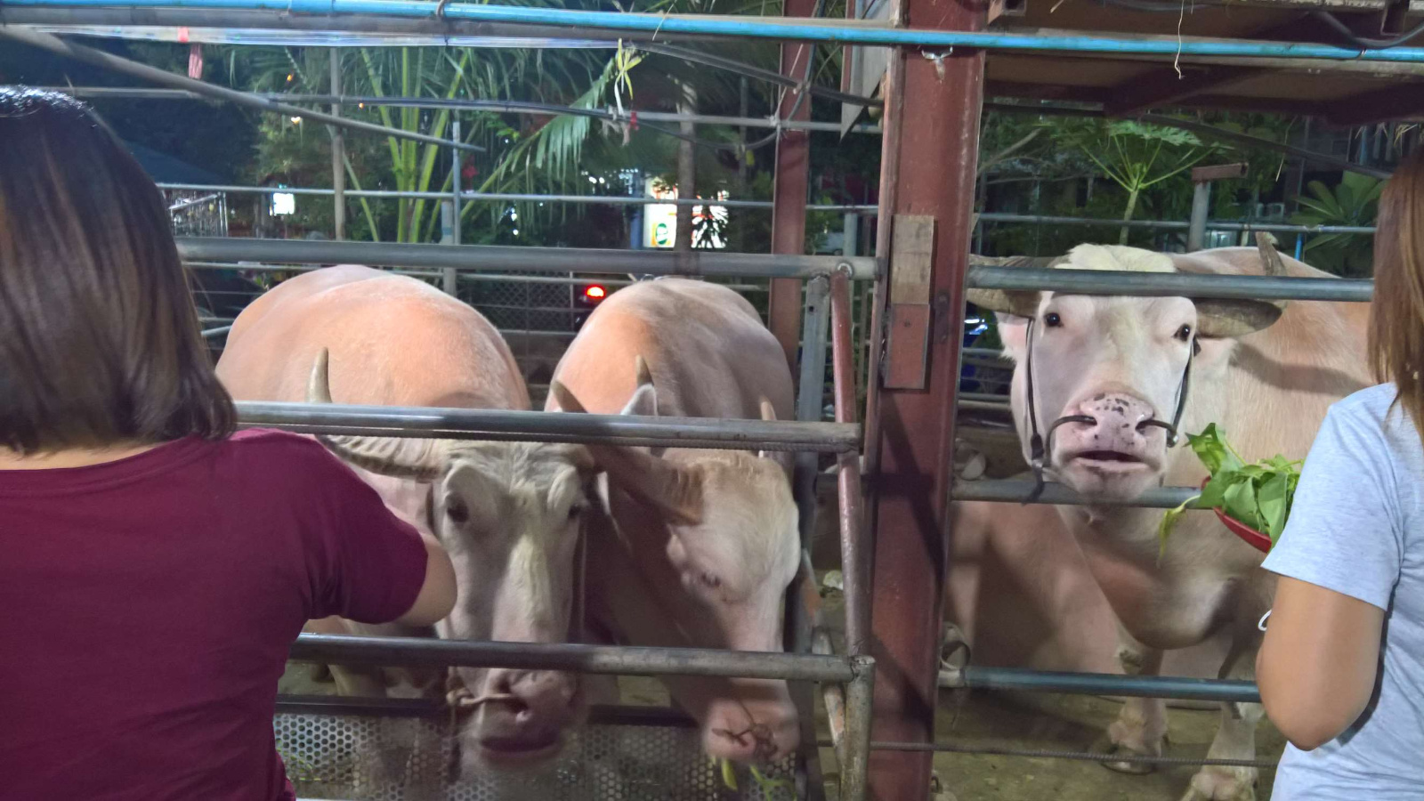 WP 20160711 22 17 17 Rich LI