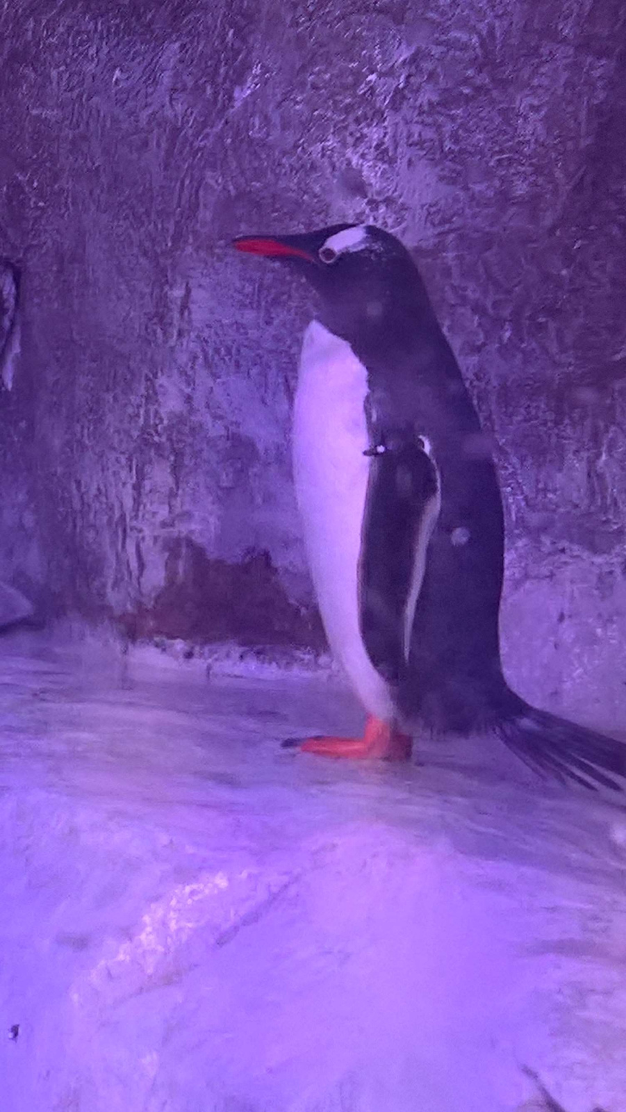 WP 20160713 13 32 27 Rich LI