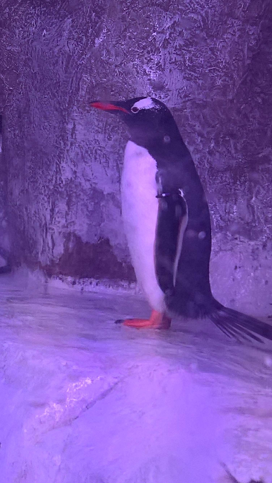 WP 20160713 13 32 28 Rich