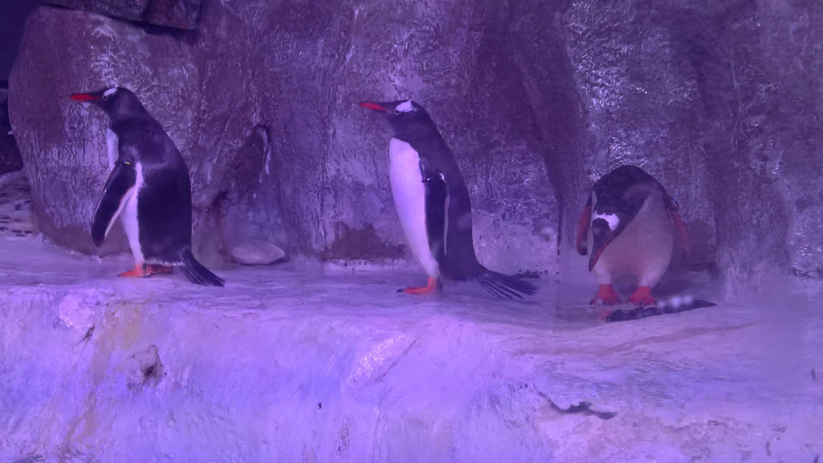 WP 20160713 13 32 39 Rich LI