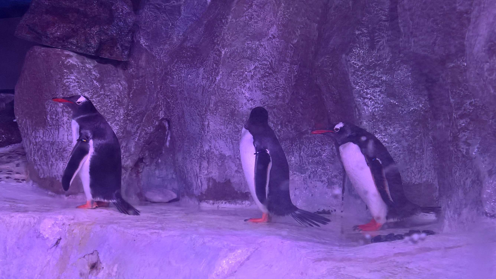 WP 20160713 13 32 41 Rich